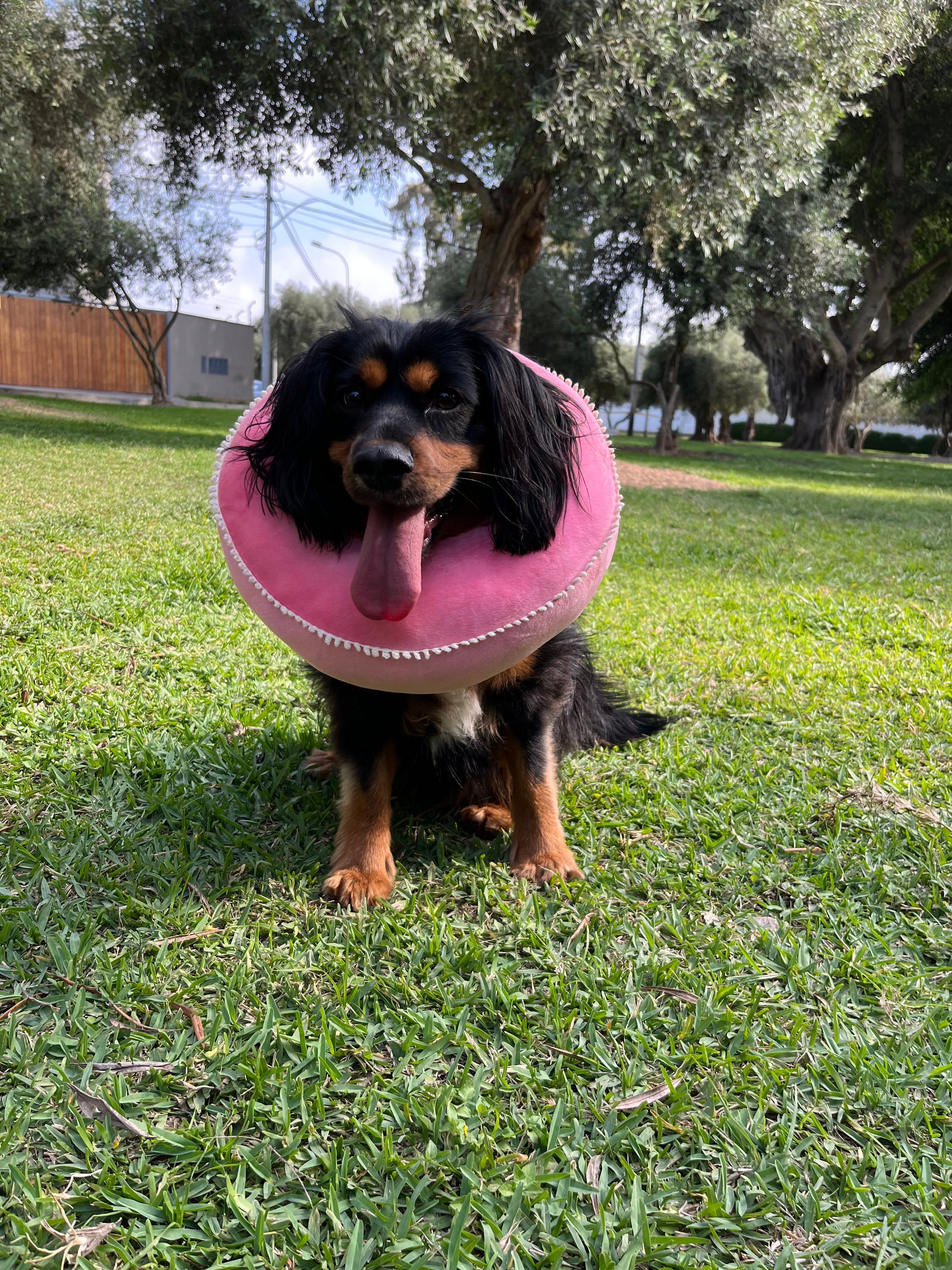 Collar donuts isabelino