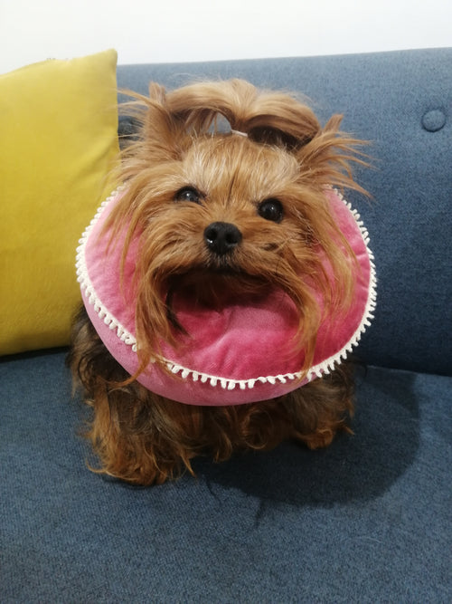 Collar donuts isabelino