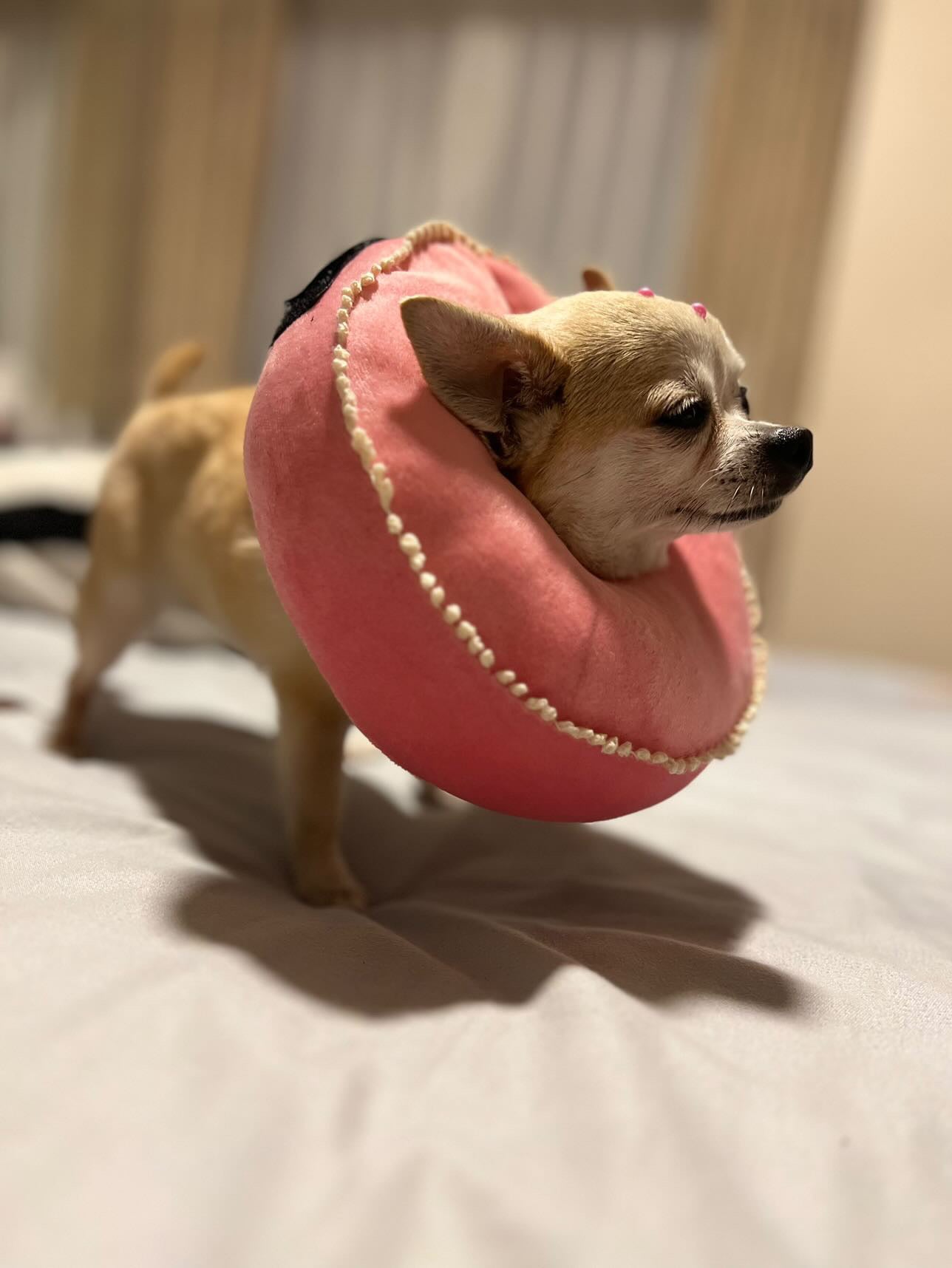 Collar donuts isabelino