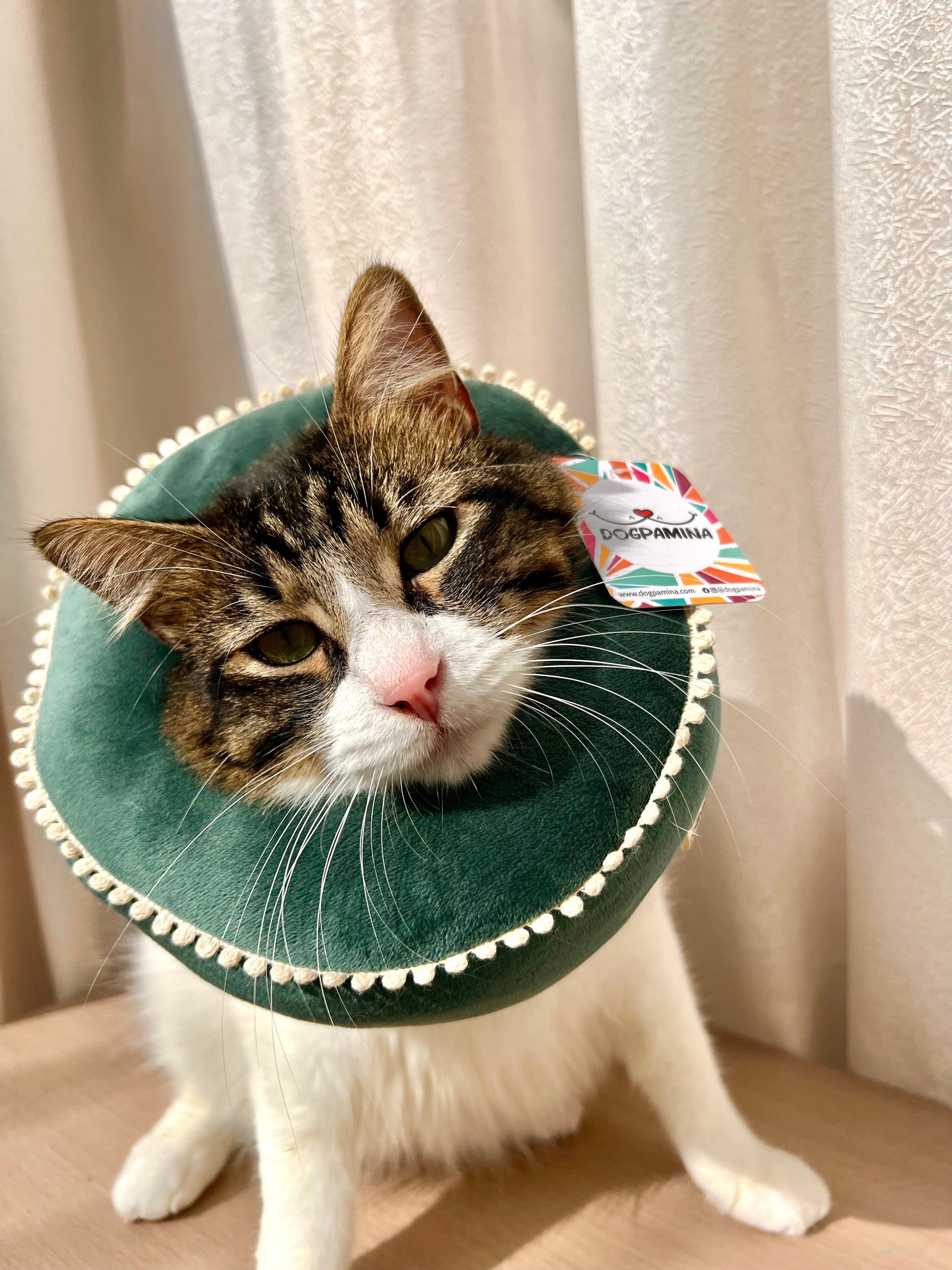Collar donuts isabelino